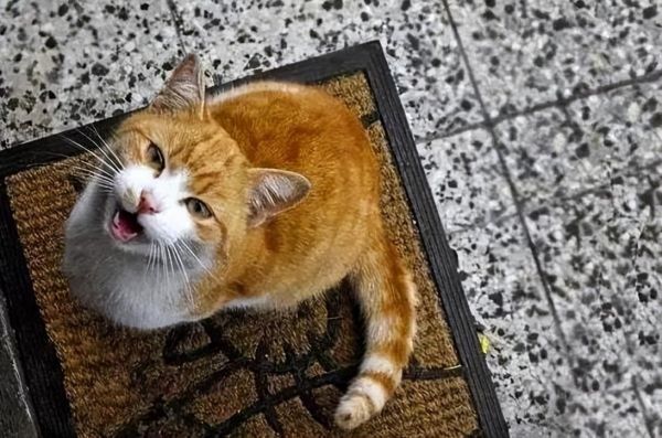 为什么猫咪会发出鸟叫声?原来是猫咪的狩猎本能