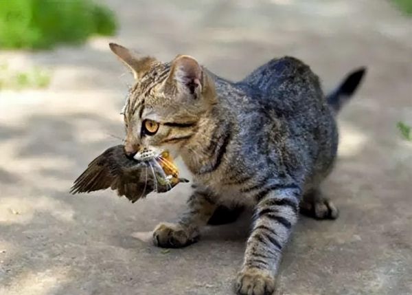 为什么猫咪会发出鸟叫声?原来是猫咪的狩猎本能