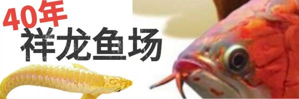 森森鱼缸三合一过滤器拆装视频（森森鱼缸过滤器维护周期如何自制鱼缸过滤器堵塞解决办法）