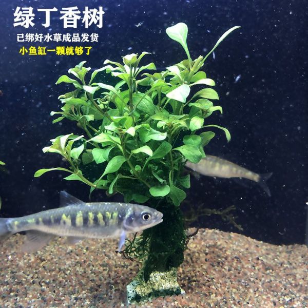 逸乐宠鱼缸（逸乐宠鱼缸维护技巧）
