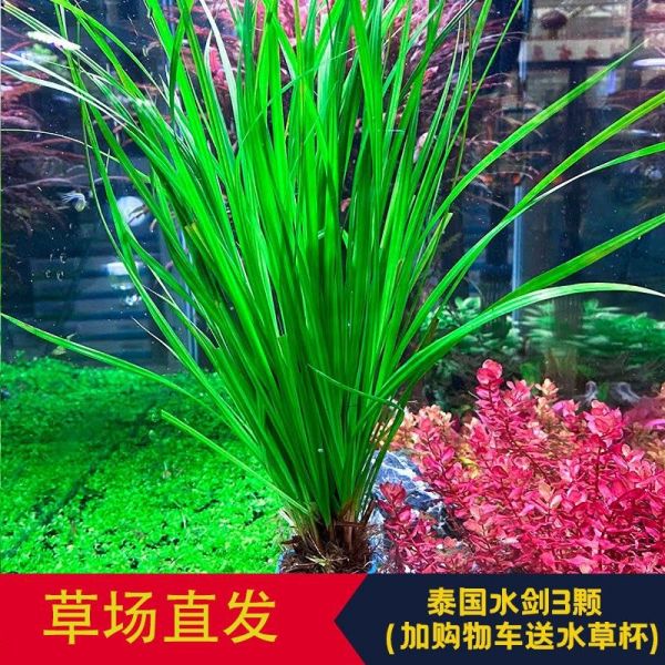 逸乐宠鱼缸（逸乐宠鱼缸维护技巧）