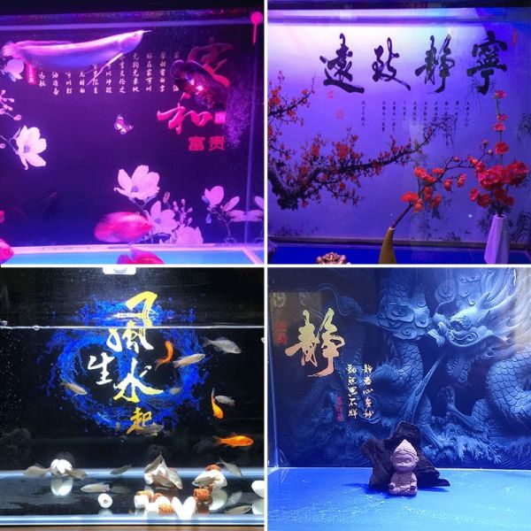 逸乐宠鱼缸（逸乐宠鱼缸维护技巧）