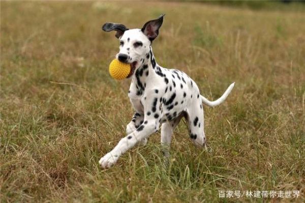 为什么宠物狗怕坐汽车？它害怕要怎么办？可以试着以下措施-有驾
