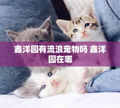 鑫洋园有流浪宠物吗 鑫洋园在哪