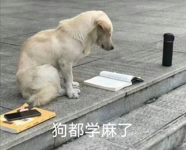 微信最近很火的猫猫狗狗可爱搞笑表情包图片大全