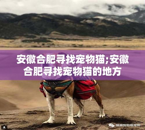 安徽合肥寻找宠物猫;安徽合肥寻找宠物猫的地方