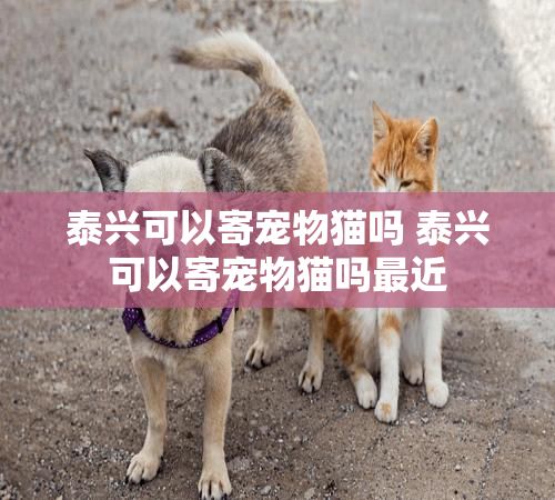 泰兴可以寄宠物猫吗 泰兴可以寄宠物猫吗最近