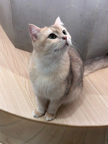 港人周末来深撸猫好去处！
