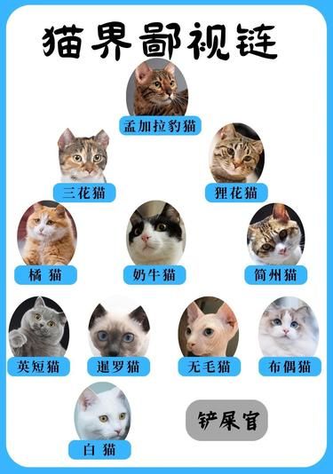 原来猫届也有鄙视链！你猫在哪一层？