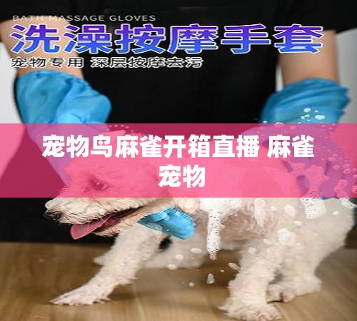 宠物鸟麻雀开箱直播 麻雀 宠物