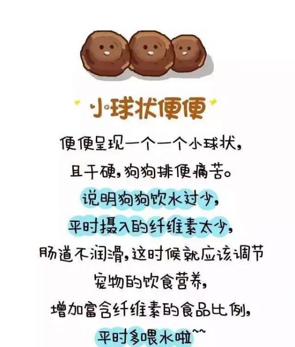 从便便看宠物的健康 全程漫画 不恶心