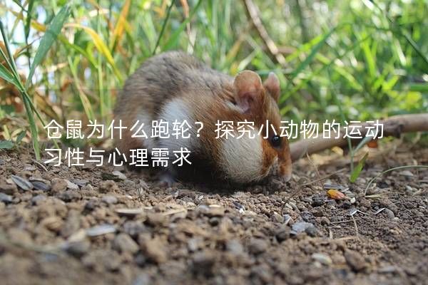 仓鼠为什么跑轮？探究小动物的运动习性与心理需求