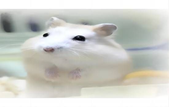 怎么安抚仓鼠的情绪