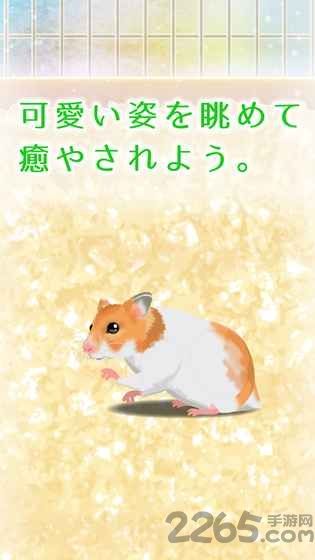 治愈仓鼠养成中文破解版 v2.1 安卓汉化版 2