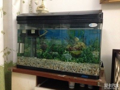 800鱼缸尺寸规格：800鱼缸的尺寸在选择指南市场上有很多种尺寸的鱼缸 鱼缸 第2张