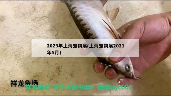 2023年上海宠物展(上海宠物展2021年5月)