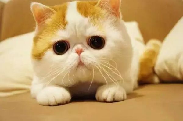 一招让你的猫咪拥有大包子脸！