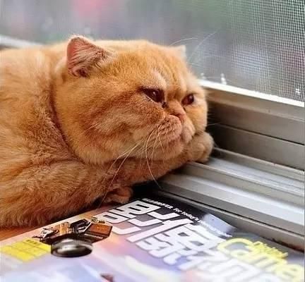 一招让你的猫咪拥有大包子脸！