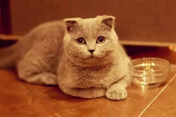 一招让你的猫咪拥有大包子脸！