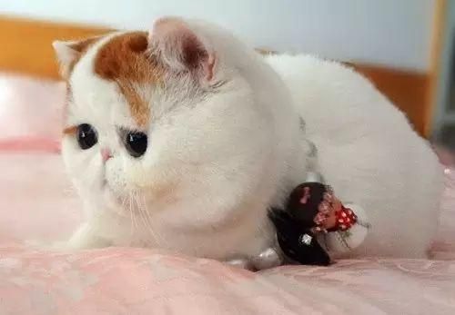 一招让你的猫咪拥有大包子脸！