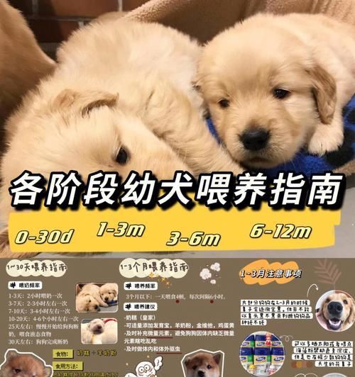幼犬一天吃一餐？详细了解幼犬的饮食习惯（幼犬的饮食需求与注意事项，宠物主人必读）