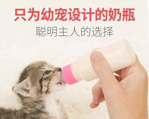 幼猫饮食指南（以宠物为主）