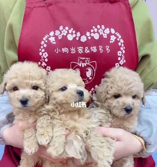 泰迪幼犬的饮食管理指南（营养均衡是关键，从幼犬开始培养好习惯）
