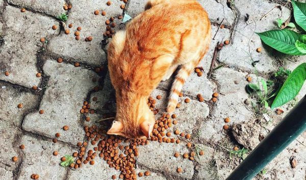 不同的猫咪需求是不同的