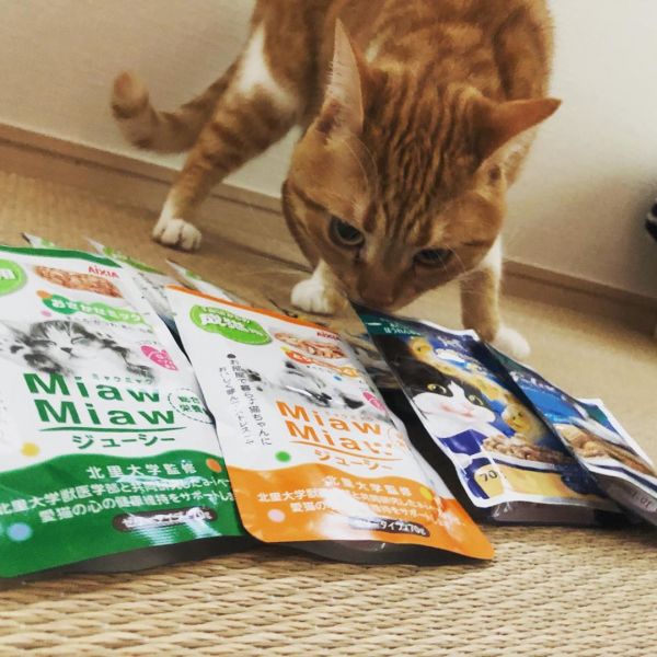 猫粮