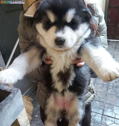 如何训练你的阿拉斯加幼犬(从宠物到忠实的伙伴,了解幼犬训练的关键诀窍)