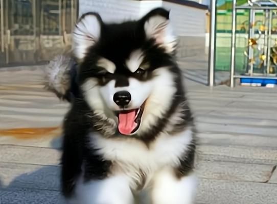 训练你的阿拉斯加幼犬成为优秀的宠物(掌握基础技能,养成好习惯,培养良好性格)