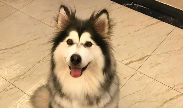 如何挑选合适的阿拉斯加幼犬(宠物狗的选择指南,阿拉斯加幼犬的五大特点)
