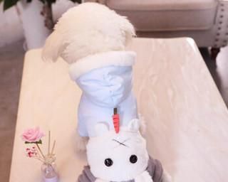 宠物狗狗的营养健康之道（探究狗狗健康饮食的奥秘）