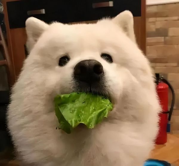 狗狗食物搭配的正确方法（狗狗食物营养搭配指南）