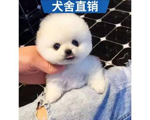 博美狗33天吃什么？幼犬的饮食需要注意什么？