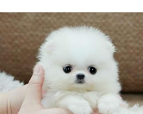 博美狗33天吃什么？幼犬的饮食需要注意什么？