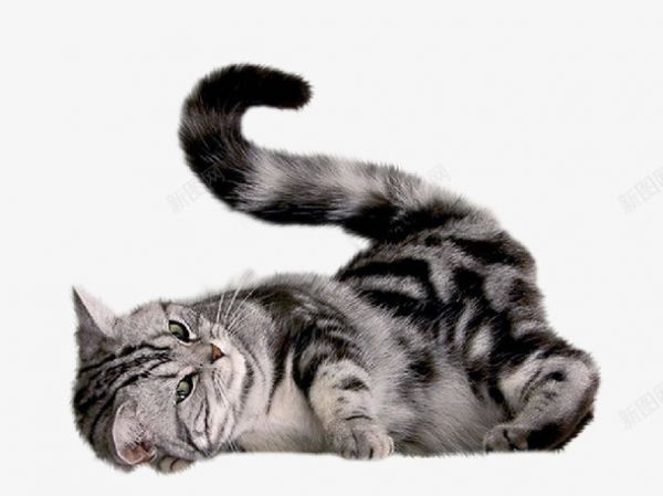 英短宠物猫咪png免抠素材_新图网 https://ixintu.com 可爱 宠物 歪头猫咪 猫咪 英短