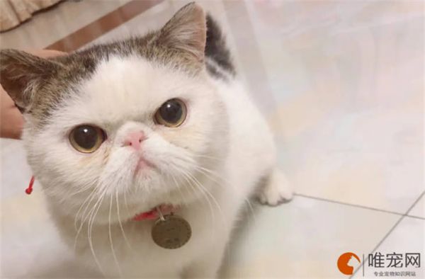 为什么不建议养加菲猫 适合新手养的有哪些