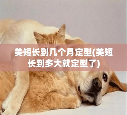美短长到几个月定型(美短长到多大就定型了)