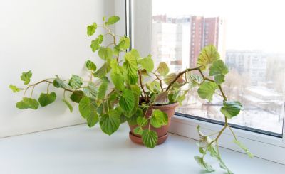 怎样养四季海棠花 海棠花养护的正确方法
