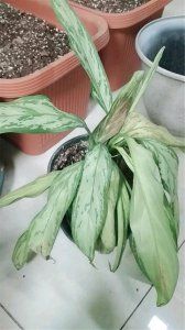 银皇后植物怎么养 银皇后的养护小妙招