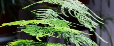 文竹怎么养才能更旺盛 文竹养护的正确方法