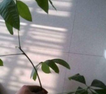 发财树叶子生根方法有哪些 了解发财树快速生根技巧