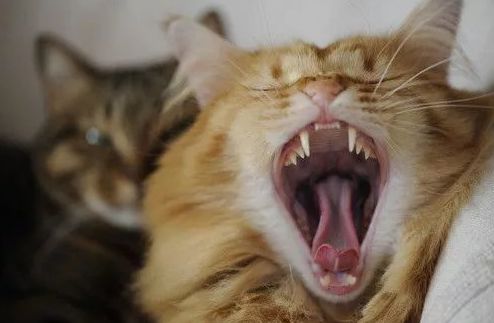 猫口炎的治疗方法