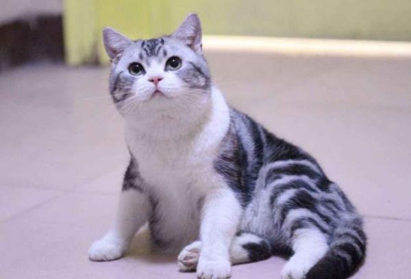 带你了解美国短毛猫