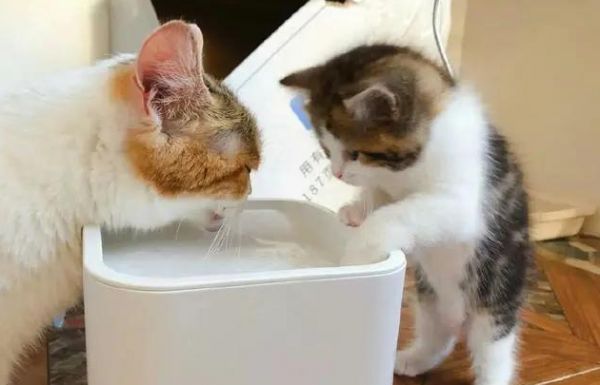如果你的猫咪不幸患上猫鼻，你应该这样···