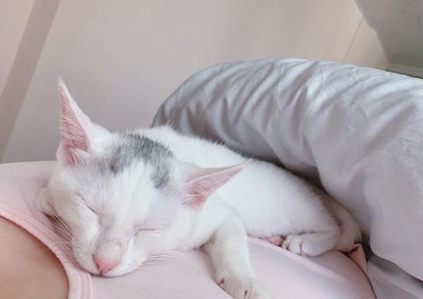 这几个地方是猫咪睡觉的最佳位置 