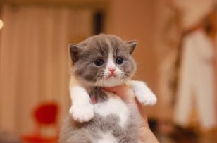 小猫得的猫癣病好治吗 