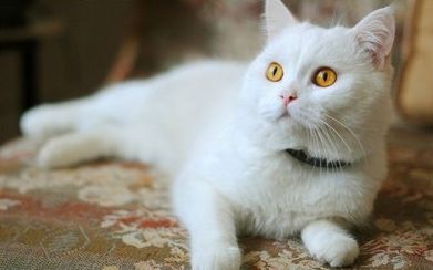 猫为什么总是喜欢咬手?