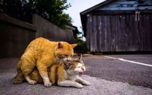 猫咪绝育要注意些什么？